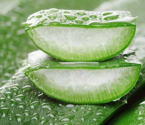 Aloe vera, a plant commonly used in drinks and preparations