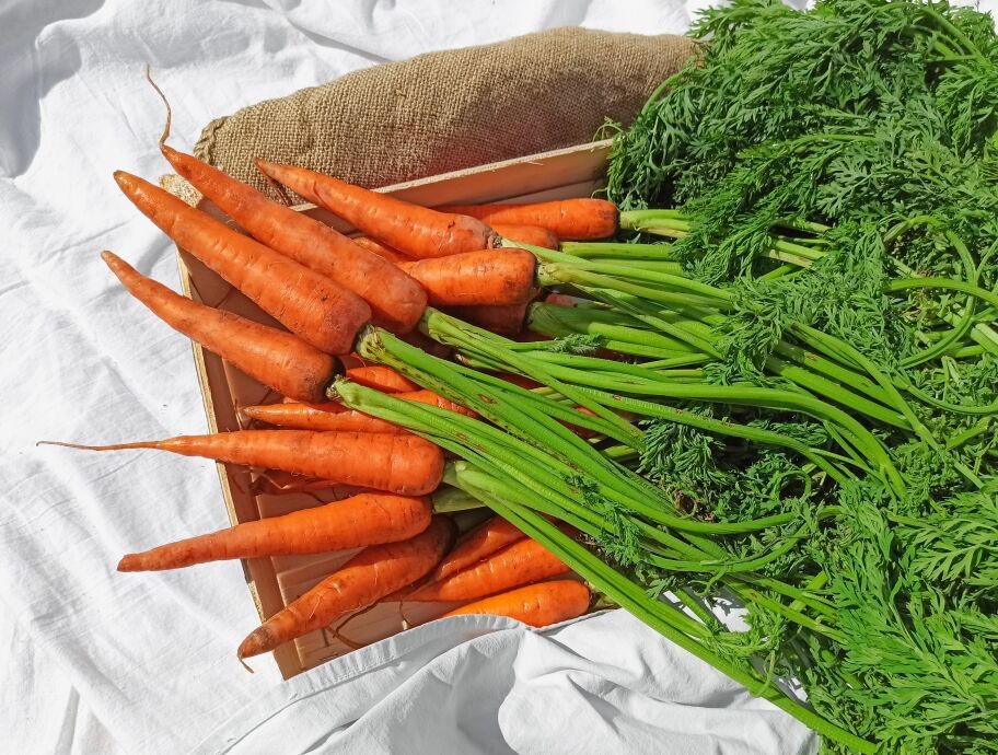 Carrots, a common vegetable in a balanced diet